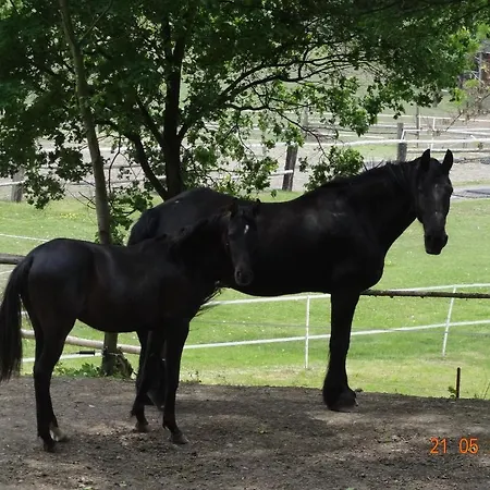 Kocourov *